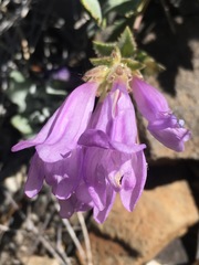 Penstemon montanus montanus
