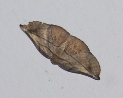 Xenomusa metallica