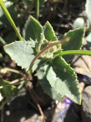 Penstemon montanus montanus