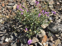 Penstemon montanus montanus