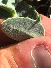 Penstemon montanus montanus