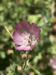 Sidalcea reptans