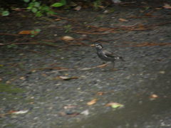 Spodiopsar cineraceus