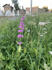Lythrum salicaria