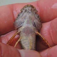 Cottus girardi