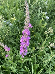 Lythrum salicaria