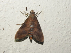 Nephele hespera