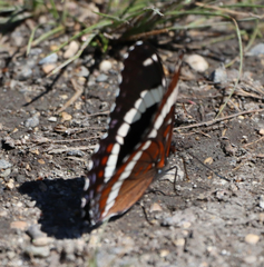 Limenitis arthemis rubrofasciata