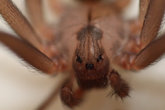 Loxosceles reclusa