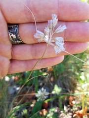 Allium paniculatum