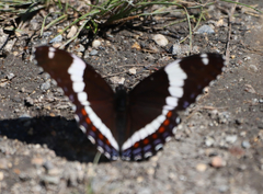 Limenitis arthemis rubrofasciata