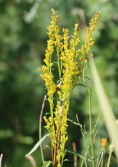 Solidago uliginosa peracuta