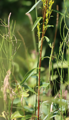Solidago uliginosa peracuta