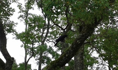 Corvus corone