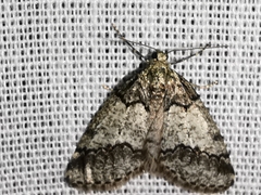 Tephronia lhommaria