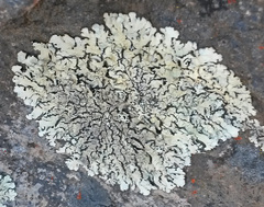 Physcia sinuosa