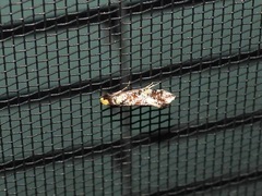 Monopis chrysogramma