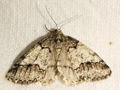 Tephronia lhommaria