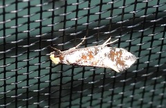 Monopis chrysogramma