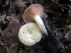 Lactarius maculatipes