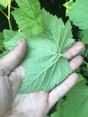 Ribes hudsonianum