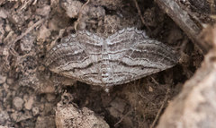 Rhoptria asperaria