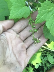 Ribes hudsonianum