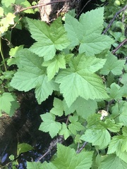 Ribes hudsonianum