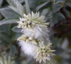 Salix glauca
