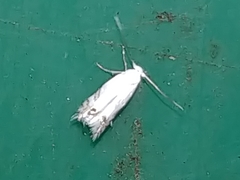 Leucoptera laburnella