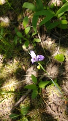 Sisyrinchium montanum