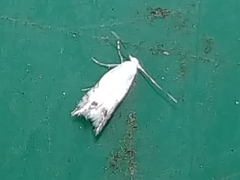 Leucoptera laburnella