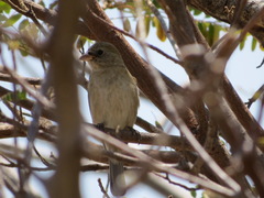 Passerina versicolor