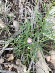 Ipomoea costellata