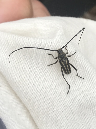 Perarthrus vittatus