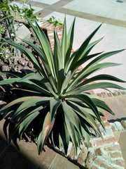 Agave desmettiana