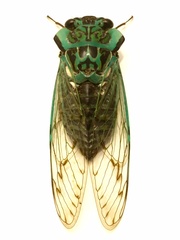 Adusella insignifera