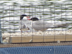 Sterna hirundo
