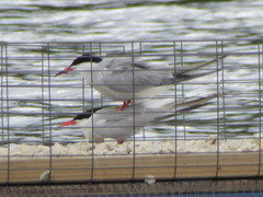 Sterna hirundo