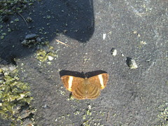 Emesis cypria paphia