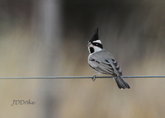 Lophospingus pusillus