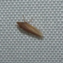 Draeculacephala septemguttata