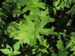 Anemonastrum canadense