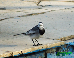 Motacilla alba