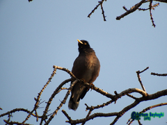 Acridotheres tristis