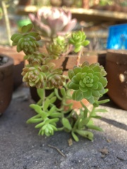 Sedum × luteoviride