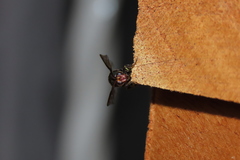 Leucospidae