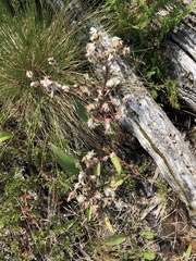 Arnoglossum plantagineum