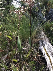 Arnoglossum plantagineum