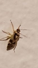 Orthops